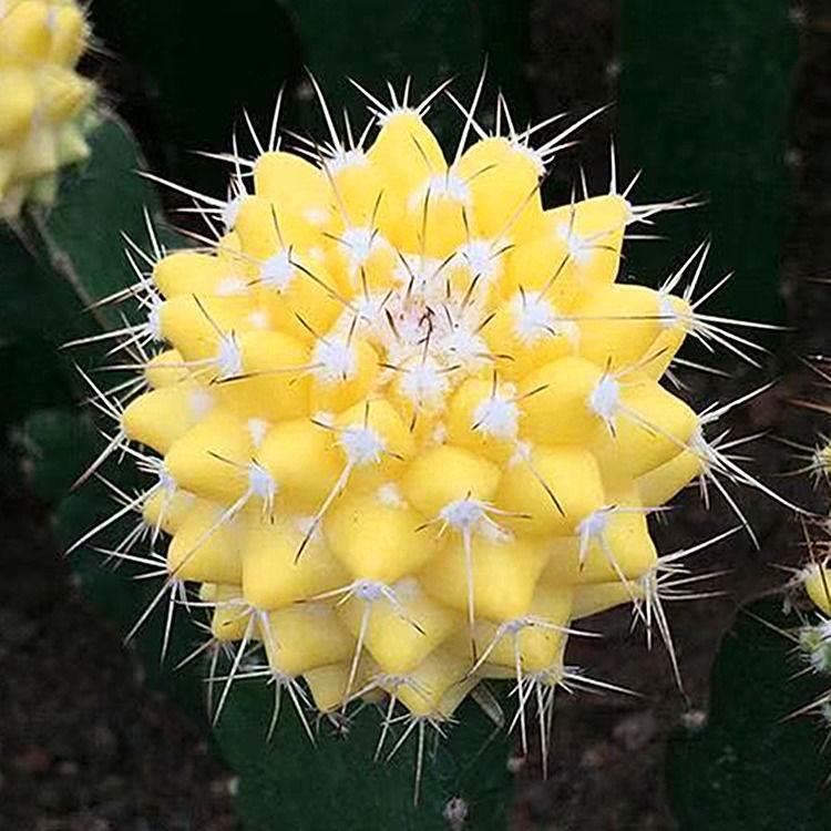 Mammillaria carnea Zucc. ex Pfeiff. 'Variegata' : Real Live Succulent Cactus Plant