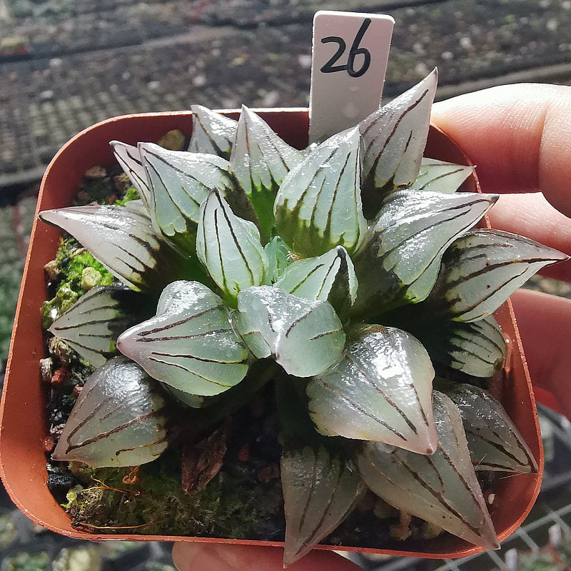 haworthia window succulent Haworthia venusta 'Back Window' : Real Live Succulent Cactus Plant