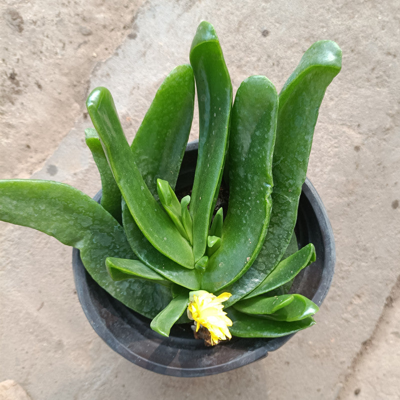 Glottiphyllum linguiforme (L. ) N. E. Br. : Real Live Succulent Cactus Plant