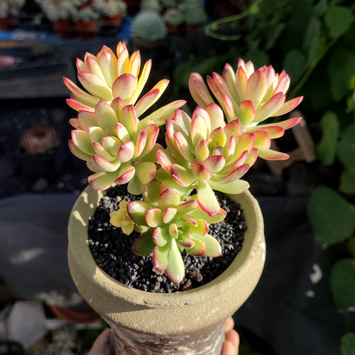 Real Live Succulent Cactus Plant :  Echeveria 'Minibelle' variegata