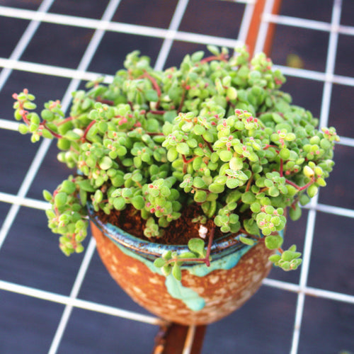 Real Live Succulent Cactus Plant :  Crassula browniana Burtt Davy