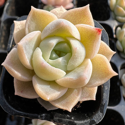 Real Live Succulent Cactus Plant :  Echeveria 'Snow Sea'