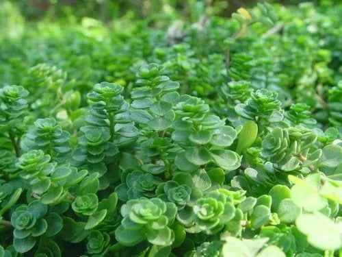 Real Live Succulent Cactus Plant :  Sedum sieboldii Swect ex Hk.