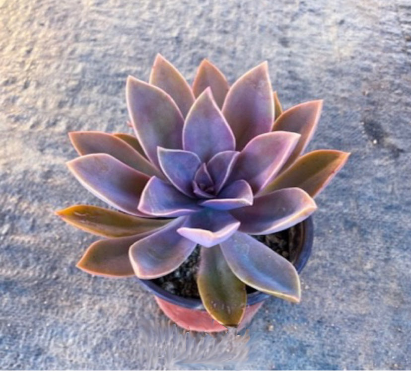 sugar and succulents Real Live Succulent Cactus Plant : Echeveria 'Brown Sugar' – Succulent Zone