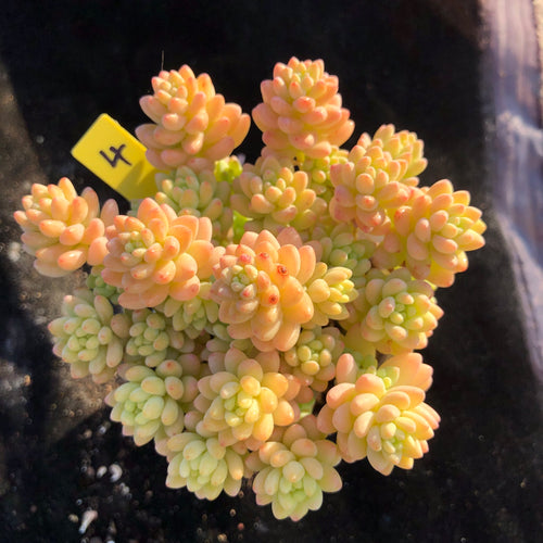 Real Live Succulent Cactus Plant :  Sedum 'Flower Group Variegata'