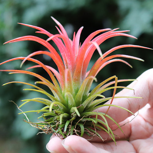 Real Live Succulent Cactus Plant :  Tillandsia ionantha Air Plant