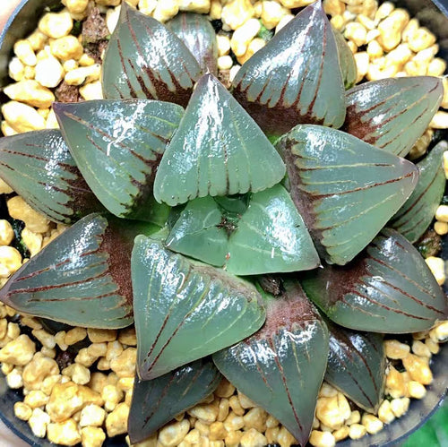 Haworthia mirabilis var. sublineata (Poelln.) Pilbeam : Real Live Succulent Cactus Plant