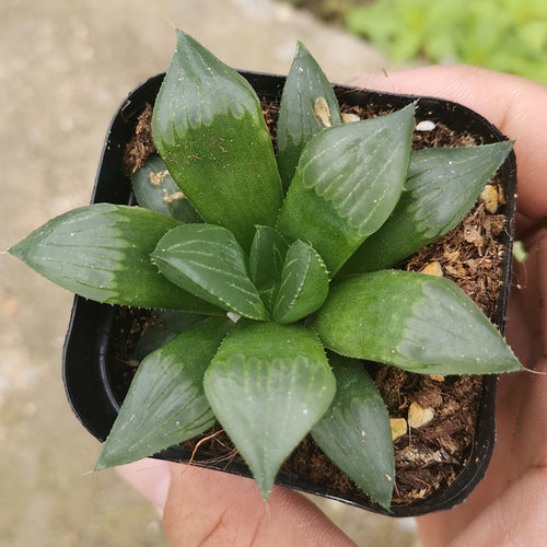 Haworthia monticola Fourc. var. asema M. B. Bayer : Real Live Succulent Cactus Plant