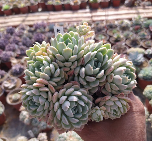 Real Live Succulent Cactus Plant :  Echeveria 'Iria' Cluster