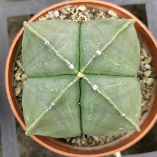 Real Live Succulent Cactus Plant :  Astrophytum myriostigma var. nudum