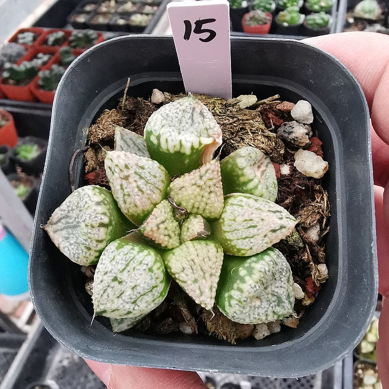 kaktus pandora Haworthia emelyae 'Pandora' : Real Live Succulent Cactus Plant