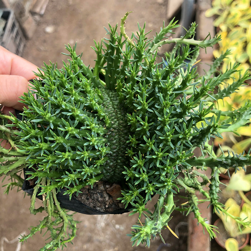 Real Live Succulent Cactus Plant : Euphorbia Flanaganii Medusa's Head –  Succulent Zone