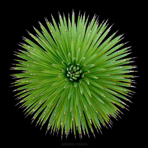 Real Live Succulent Cactus Plant :  Agave titanota Hedgehog Agave