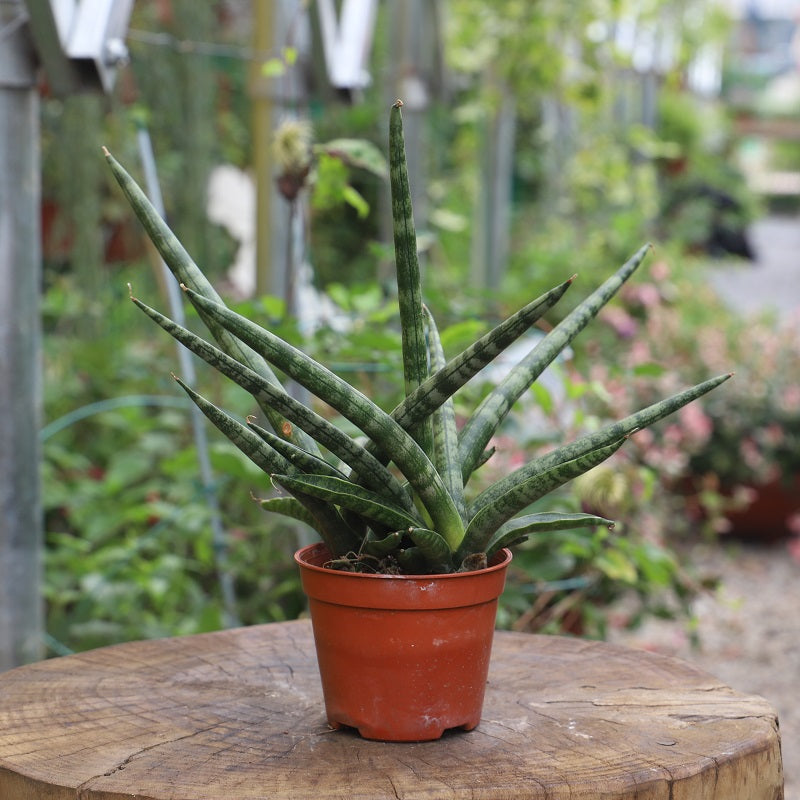 Real Live Succulent Cactus Plant :  Sansevieria 'Fox tail'