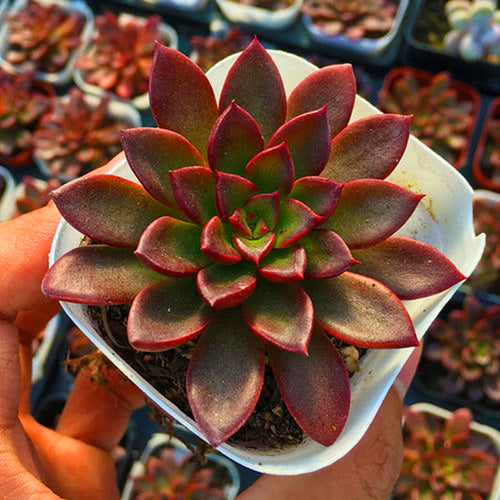 Real Live Succulent Cactus Plant :  Echeveria 'Madame Ruthie'