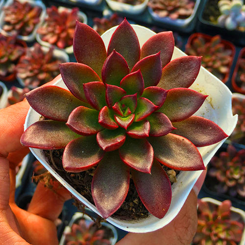 Real Live Succulent Cactus Plant : Echeveria 'Madame Ruthie'