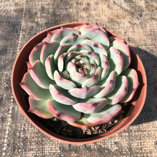 Real Live Succulent Cactus Plant :  Echeveria lindsayana E. Walther