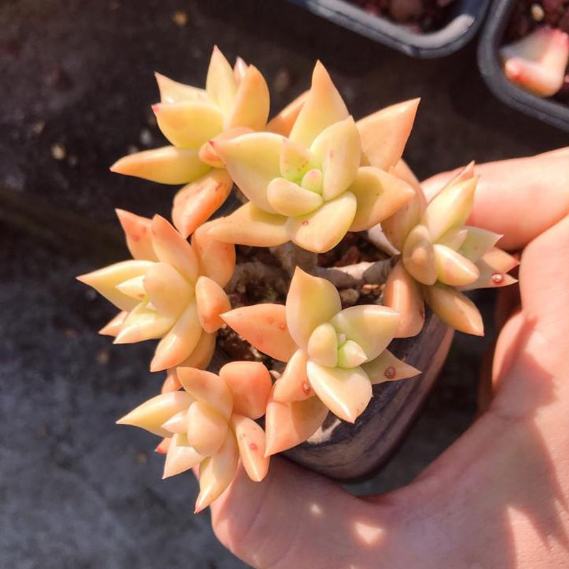 Real Live Succulent Cactus Plant : Echeveria agavoides 'Biaolina' Cluster