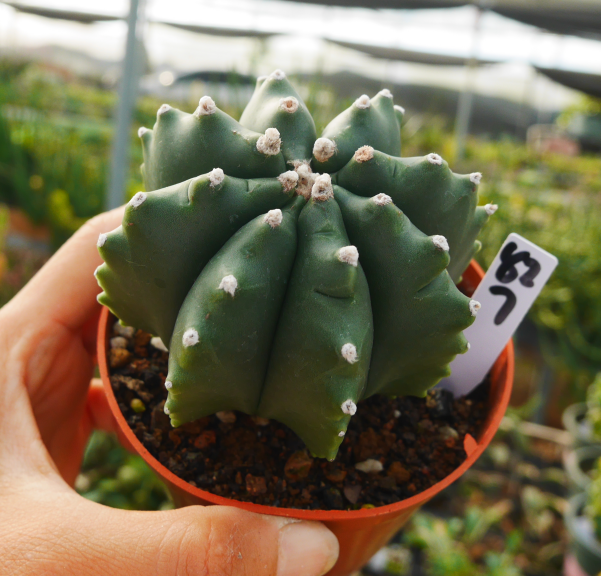Astrophytum myriostigma var. nudum 'Kitsukou' : Real Live Succulent Cactus  Plant