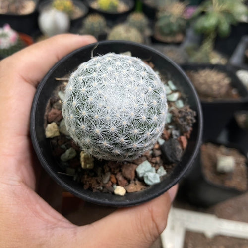 Mammillaria humboldtii Ehrenb. : Real Live Succulent Cactus Plant