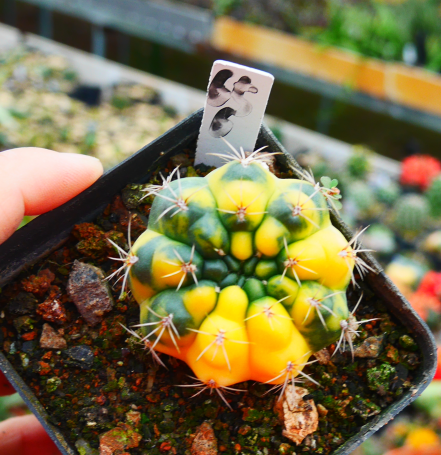 Gymnocalycium baldianum 'Variegata' : Real Live Succulent Cactus Plant