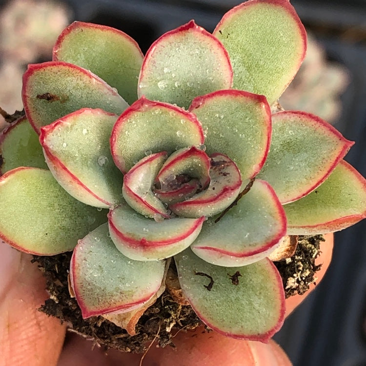 succulent echeveria pulidonis Real Live Succulent Cactus Plant : Echeveria pulidonis 'Empress Dowage –  Succulent Zone