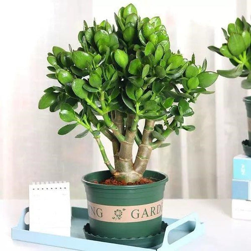 Real Live Succulent Cactus Plant :  Crassula ovata Druce