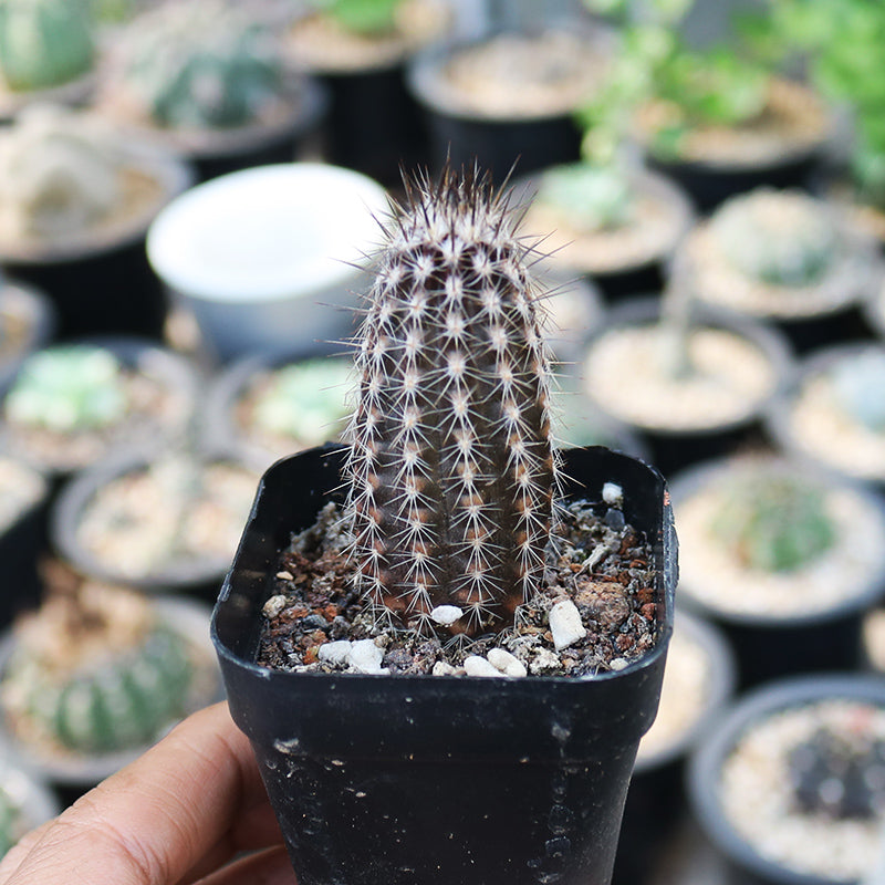Real Live Succulent Cactus Plant :  Echinopsis Mirabilis Flower Of Prayer