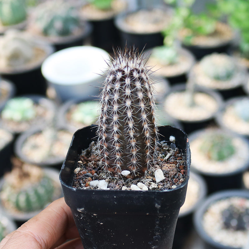 prayer plant succulent Real Live Succulent Cactus Plant : Echinopsis Mirabilis Flower Of Pray – Succulent Zone