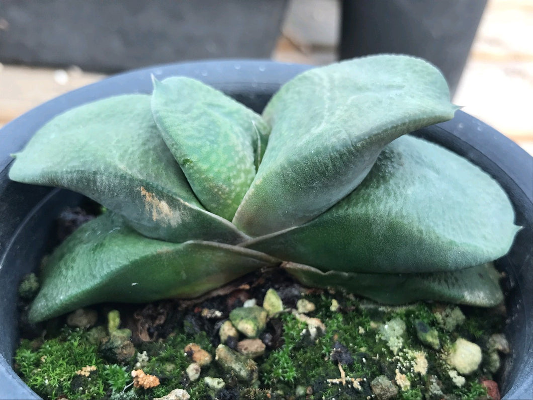 Real Live Succulent Cactus Plant :  Gasteria armstrongii Cow Tongue