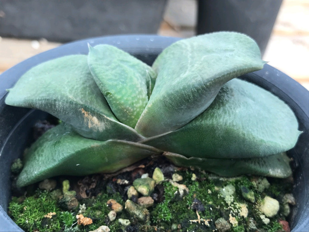 cat's tongue succulent Real Live Succulent Cactus Plant : Gasteria armstrongii Cow Tongue – Succulent Zone