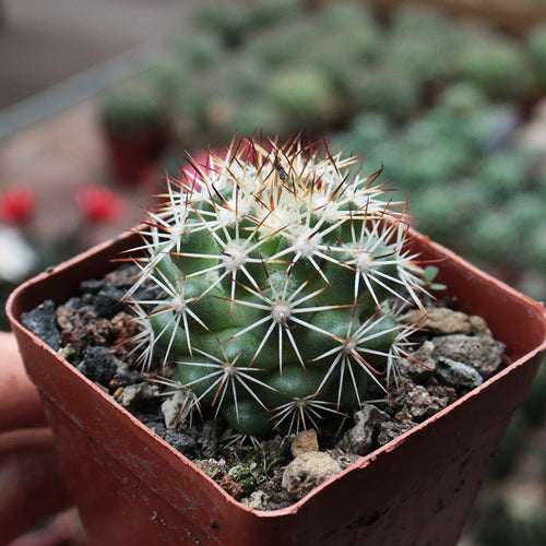 Real Live Succulent Cactus Plant :  Mammillaria Schumannii