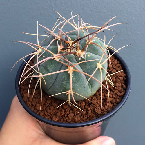 Gymnocalycium cardenasianum F. Ritter : Real Live Succulent Cactus Plant