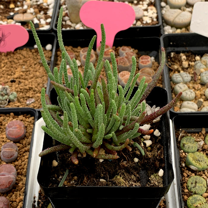 Phyllobolus resurgens (Kensit) Schwantes : Real Live Succulent Cactus Plant