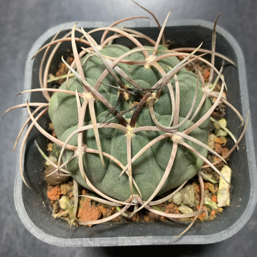 Real Live Succulent Cactus Plant :  Gymnocalycium castellanosii