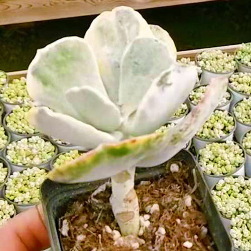 Cotyledon undulata : Real Live Succulent Cactus Plant