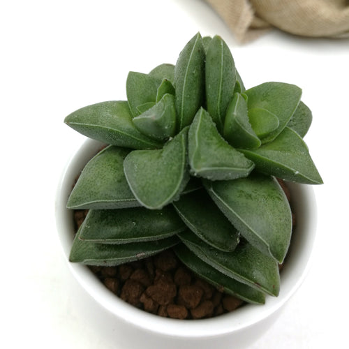 Real Live Succulent Cactus Plant :  Crassula tecta