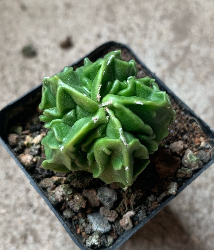 astrophytum succulent Real Live Succulent Cactus Plant : Astrophytum Myriostigma 'Walnut'