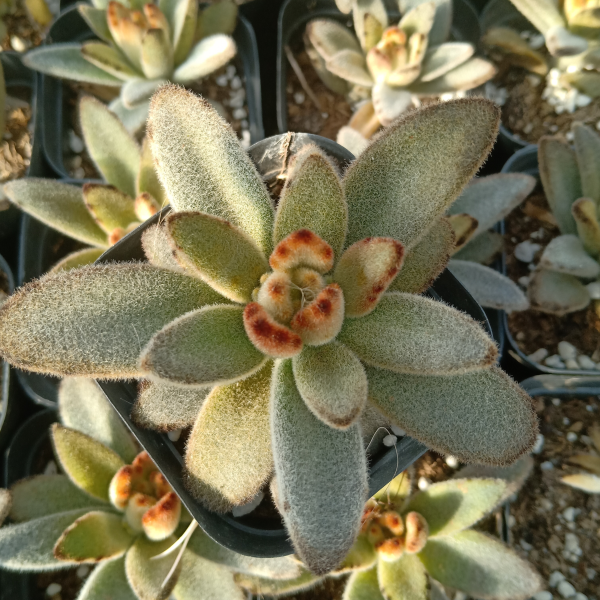 Real Live Succulent Cactus Plant :  Kalanchoe tomentosa 'Golden Girl'