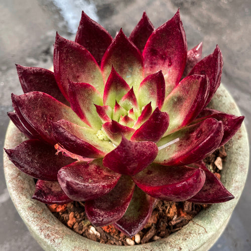 Real Live Succulent Cactus Plant :  Echeveria 'Plato'
