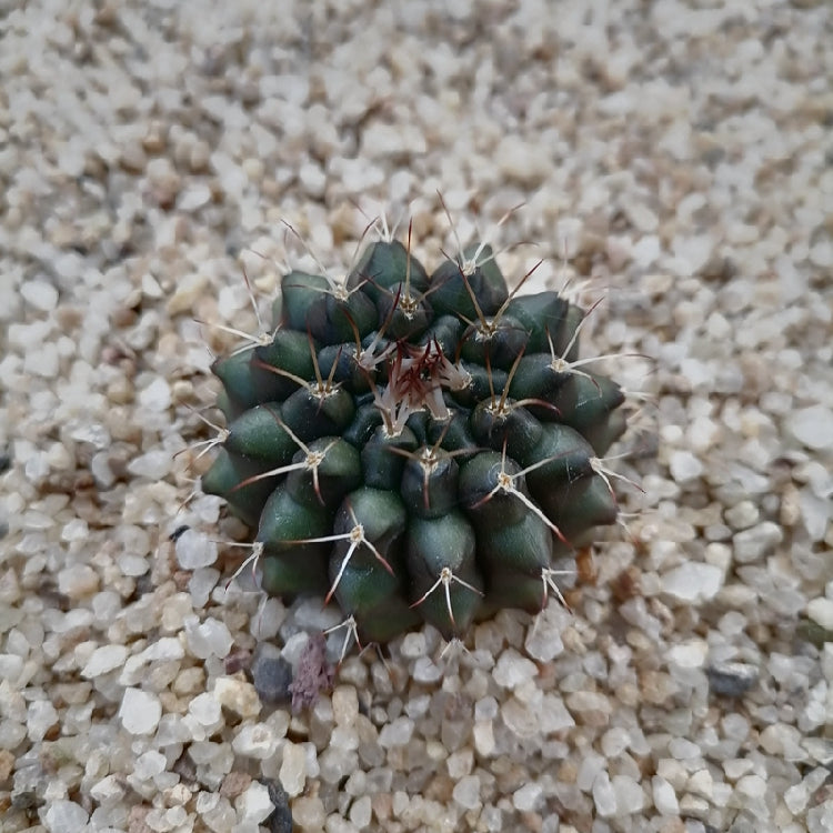 Real Live Succulent Cactus Plant :  Gymnocalycium schickendantzii
