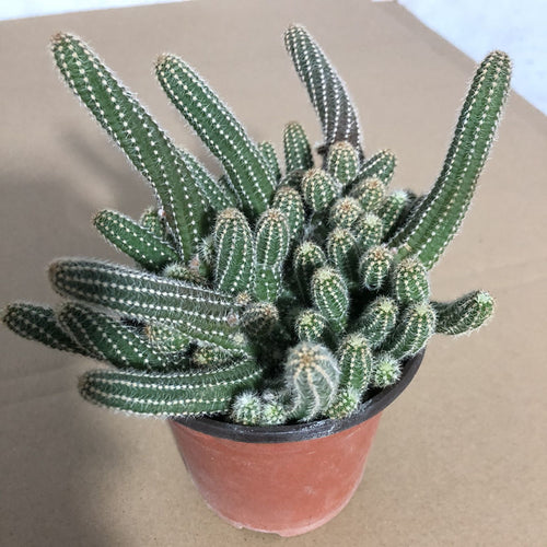 Real Live Succulent Cactus Plant :  Echinopsis chamaecereus silvestrii Peanut Cactus