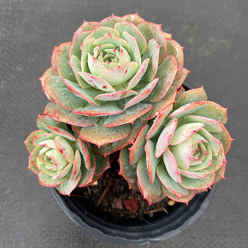 Real Live Succulent Cactus Plant :  Echeveria Claudia Cluster
