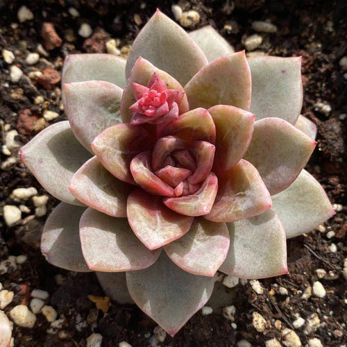 Real Live Succulent Cactus Plant :  Echeveria German Champagne