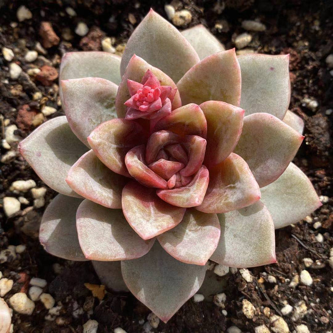 champagne succulent Real Live Succulent Cactus Plant : Echeveria German Champagne