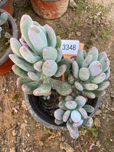 Pachyphytum longfolium Rose : Real Live Succulent Cactus Plant