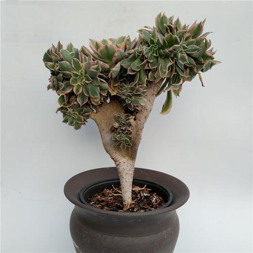 Real Live Succulent Cactus Plant :  Aeonium 'Sunburst Cristata'