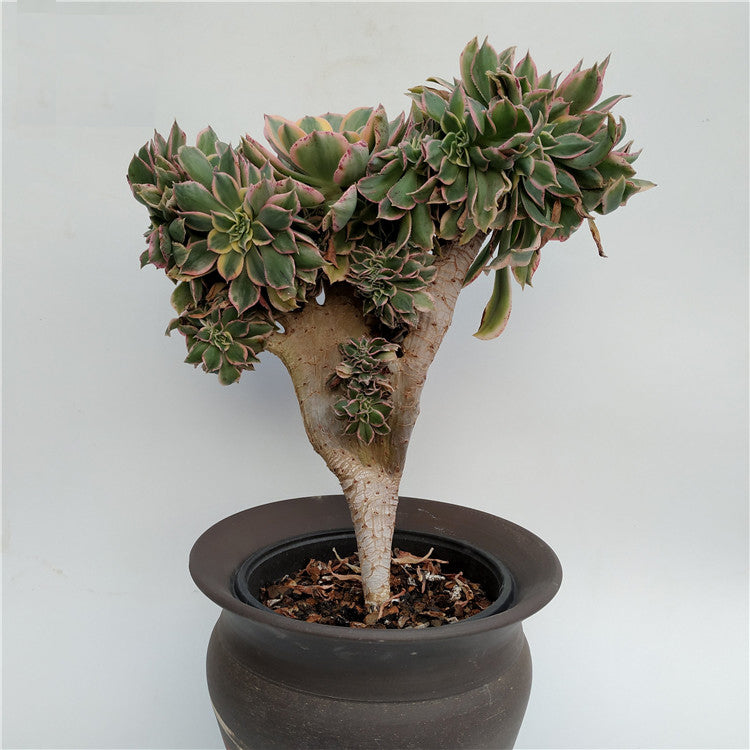 succulent sunburst Real Live Succulent Cactus Plant : Aeonium 'Sunburst Cristata' – Succulent Zone