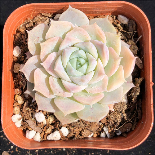 Real Live Succulent Cactus Plant :  Echeveria 'Poseidon'