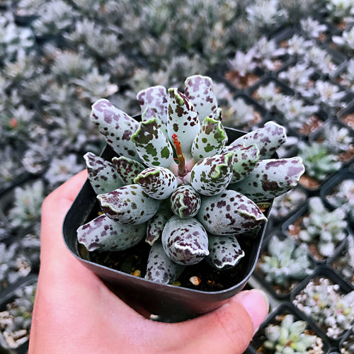 Real Live Succulent Cactus Plant :  Adromischus Festivus Plover Eggs